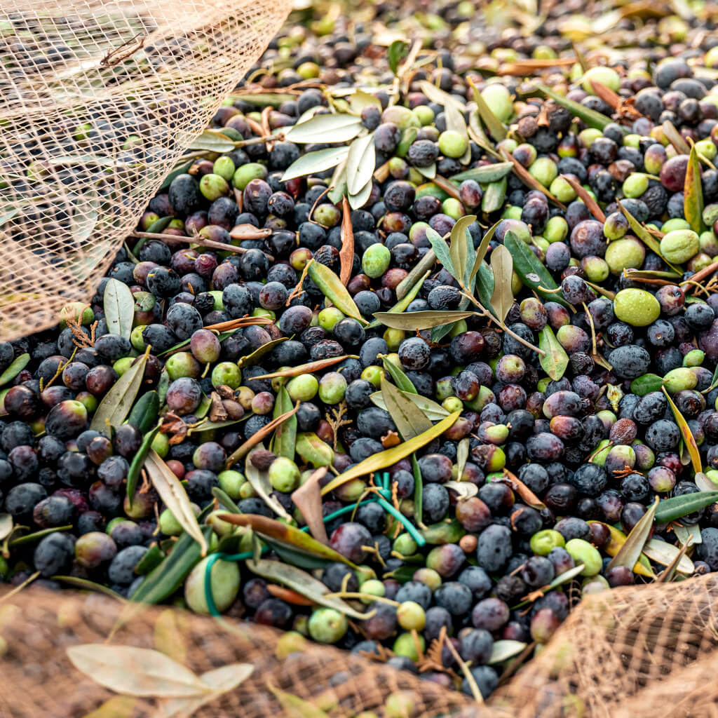 Zeytin İşleme Eğitimi Sertifika Programı