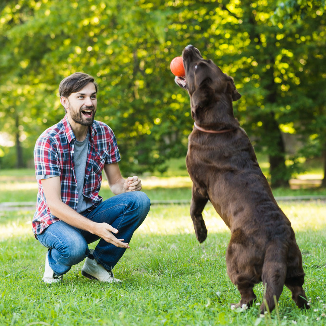 Köpek Eğitmenliği Sertifika Programı